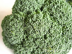 Graines biologiques reproductibles de Brocoli "Calabrais" - Pensez Sauvage