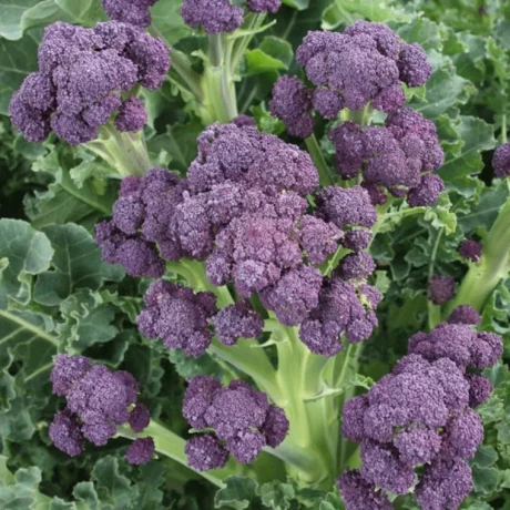 L'image montre un gros plan sur une inflorecence de brocoli violet