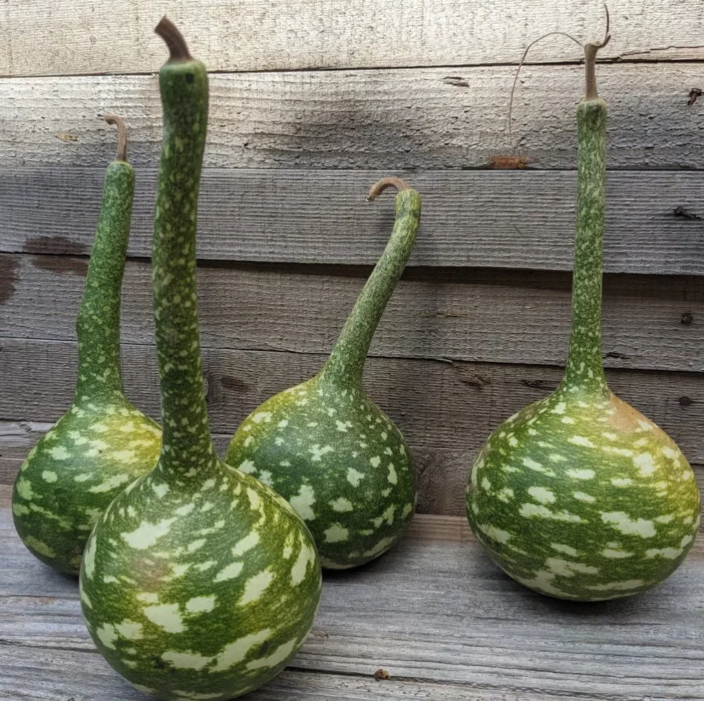 semences paysannes de gourde Cobra