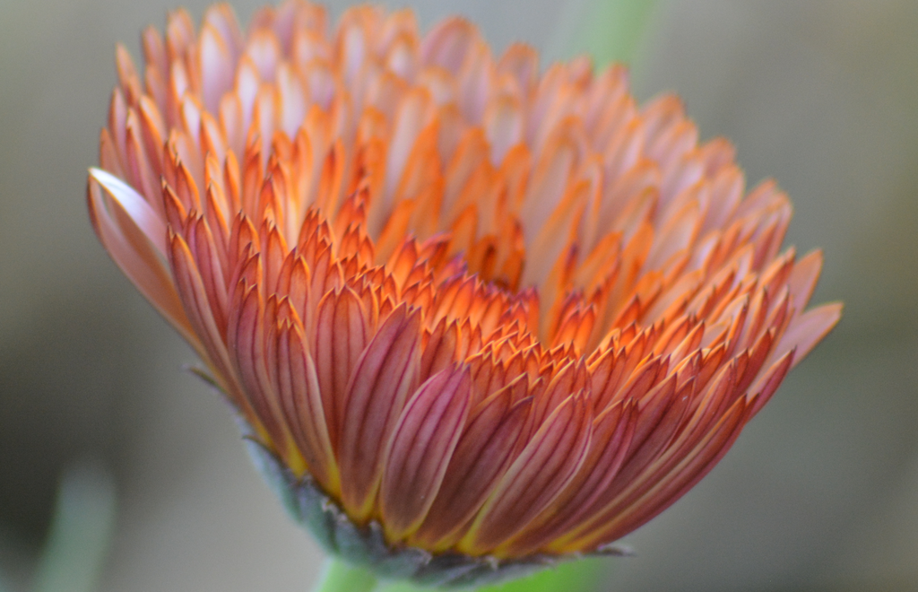 Graines biologiques reproductibles de Calendula "Triangle Flashback" - Pensez Sauvage