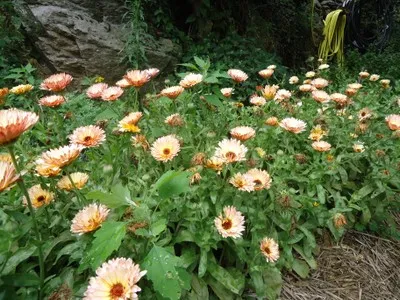 Graines biologiques reproductibles de Calendula triangle flashback - Pensez Sauvage