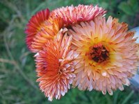 Graines biologiques reproductibles de Calendula triangle flashback - Pensez Sauvage