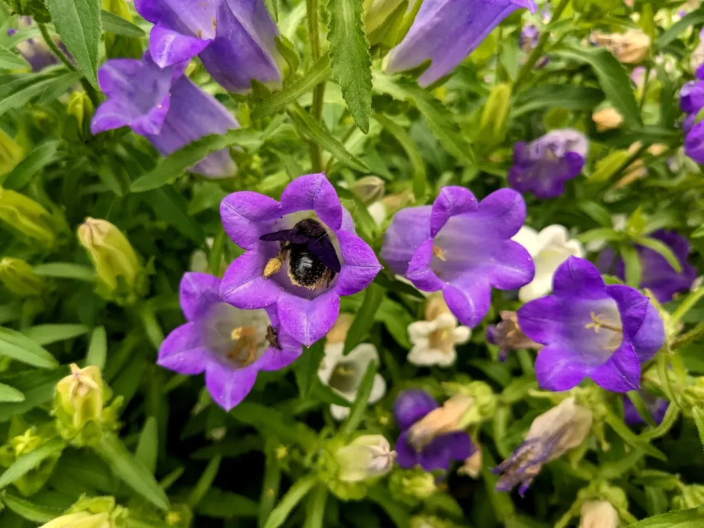 Vue rapprochée de fleurs de campanule carillon (Campanula medium) en pleine floraison, avec au premier plan une fleur violet foncé visitée par un bourdon à l'intérieur de la corolle. Les fleurs présentent une forme campanulée caractéristique avec cinq lobes légèrement évasés. On distingue des fleurs dans différentes nuances de violet et de blanc à l'arrière-plan. Les étamines jaune doré sont visibles au centre des fleurs ouvertes. La végétation environnante montre des feuilles vertes lancéolées et des tiges velues typiques de l'espèce.