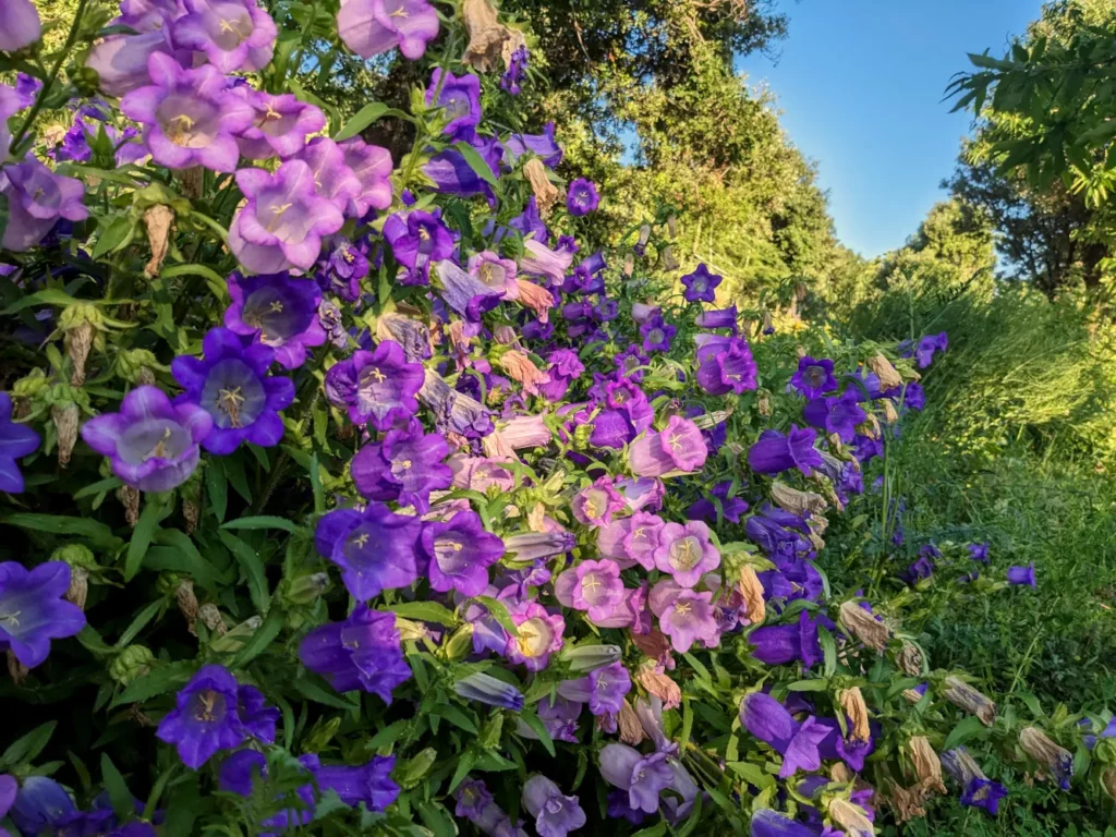 Massif abondant de campanules carillon (Campanula medium) photographié en fin d'après-midi avec un ciel bleu en arrière-plan. Les plantes atteignent environ 70 cm de hauteur et présentent une floraison dense avec des hampes florales portant de nombreuses fleurs en clochettes. La palette de couleurs inclut du violet profond, du mauve, du rose et du violet clair. Certaines fleurs sont fanées et brunies, indiquant une floraison à maturité. Le feuillage vert moyen contraste avec les teintes florales. La scène est éclairée par une lumière chaude de fin de journée qui met en valeur les différentes nuances de violet.