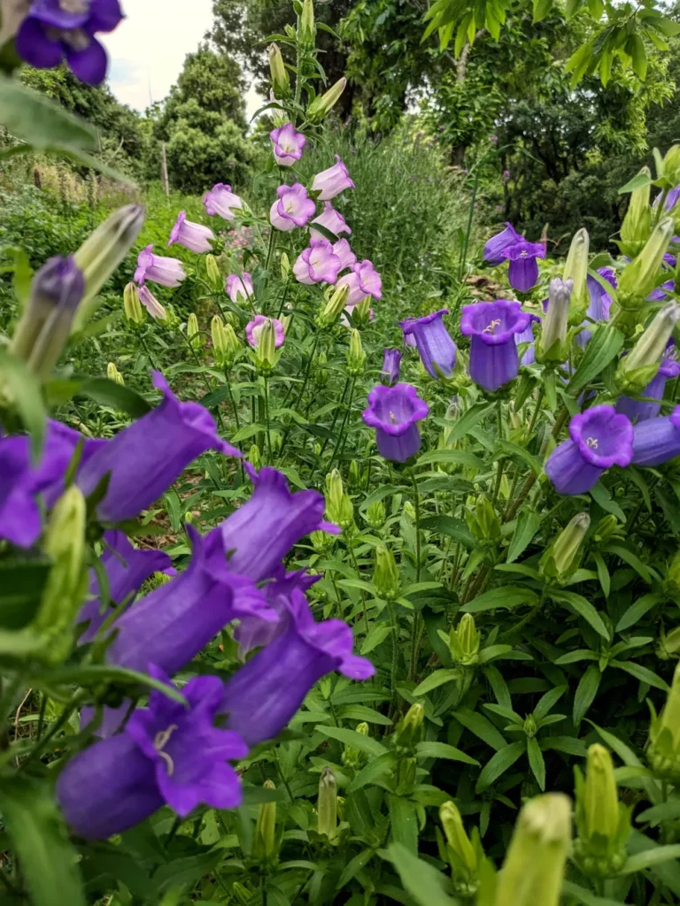 Gros plan d'une grappe florale de campanule carillon (Campanula medium) montrant des fleurs campanulées dans un dégradé de couleurs allant du rose pâle au violet intense. Les fleurs ouvertes révèlent leur corolle en forme de cloche avec cinq lobes distincts et des étamines jaune vif au centre. On observe également plusieurs boutons floraux encore fermés de forme allongée, couverts de poils fins. Les tiges velues portent des feuilles lancéolées vert moyen. Certaines fleurs montrent des signes de fanaison avec une coloration brunâtre sur les pétales.