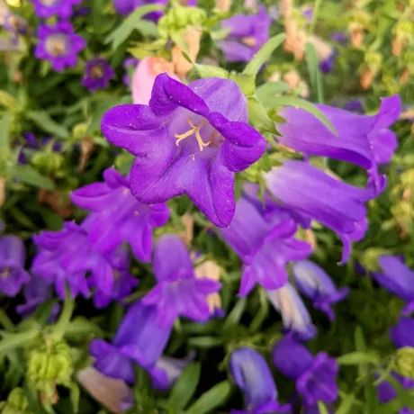 Gros plan macro d'une fleur de campanule carillon (Campanula medium) violet foncé montrant les détails anatomiques de la corolle. La fleur campanulée présente cinq lobes soudés formant une cloche à l'ouverture légèrement évasée. Au centre, on distingue nettement le style blanc trifide (divisé en trois stigmates) entouré de cinq étamines portant des anthères jaune vif chargées de pollen. La texture des pétales violets apparaît légèrement veloutée avec des nervures plus foncées. Des gouttelettes d'eau perlent sur la surface de la corolle. L'arrière-plan flou montre d'autres fleurs violettes et le feuillage vert.