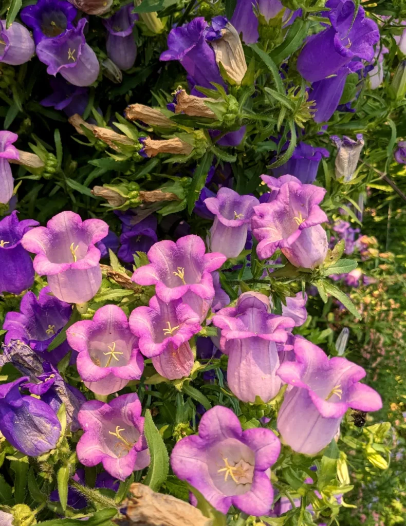 Vue en contre-plongée d'un groupe de campanules carillon (Campanula medium) montrant des tiges florales dressées portant des fleurs campanulées dans des tons de rose pâle et violet. Les fleurs tubulaires allongées, en forme de clochette, mesurent environ 4 à 5 cm de longueur. On observe plusieurs boutons floraux verts allongés encore fermés sur les tiges. Le feuillage est composé de feuilles lancéolées vert moyen. L'arrière-plan montre un jardin avec de la végétation dense et un ciel bleu, suggérant une exposition ensoleillée. L'angle de vue accentue la hauteur des tiges florales.