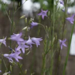 Campanule raiponce