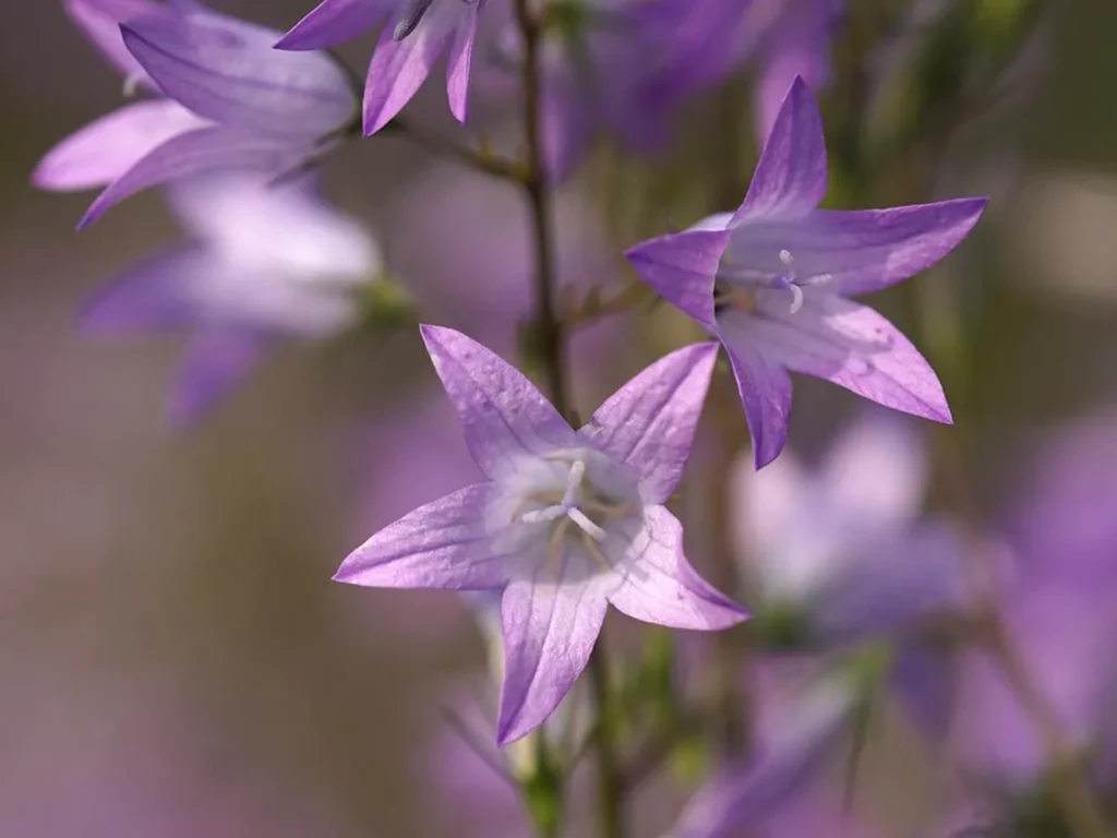 L'image montre des fleurs de campanule raiponce en gros plan