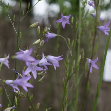 L'image montre des plante de campanules aux fleurs violettes