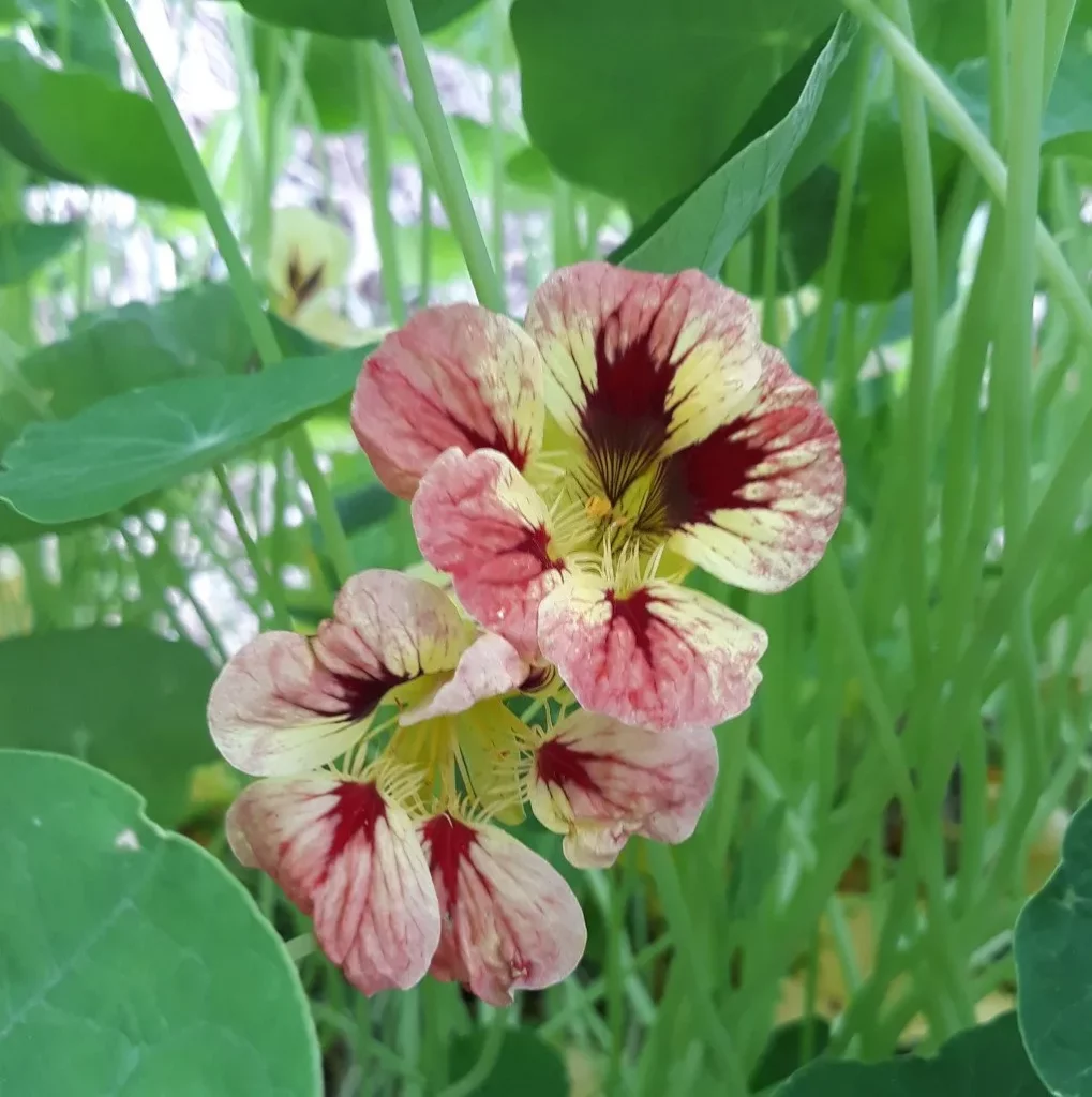 La capucine, plante mellifère qui attire les polinisateurs.