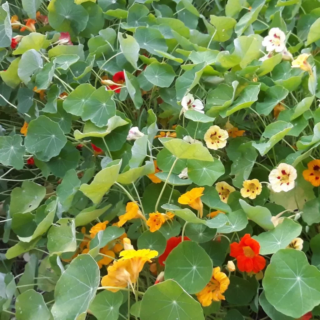 Les capucines plante rampante par exelence