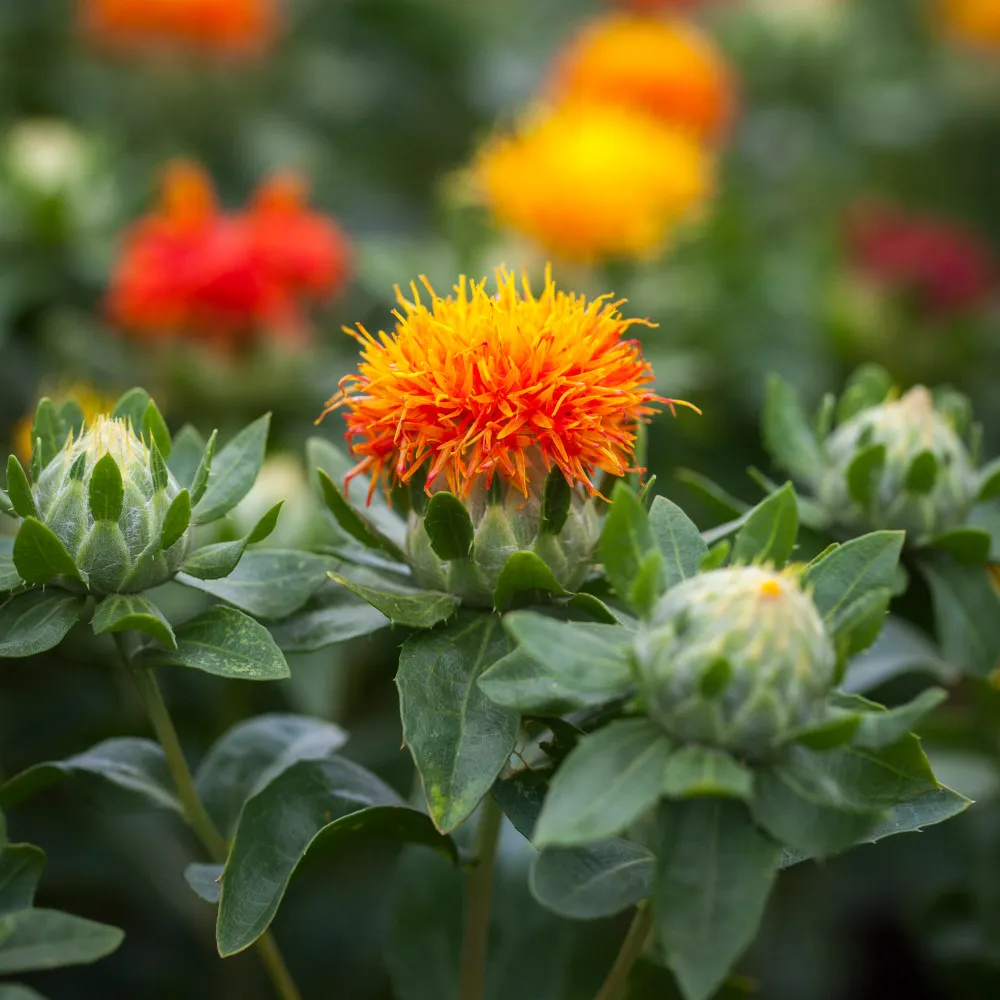 L'image montre une fleur de carthame, la floraison est orange