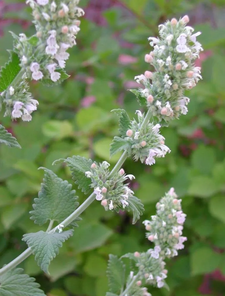 semences paysannes reproductibles deSur cette image nous pouvons voir une fleur de cataire et son feuillage nepeta cataria ou cataire