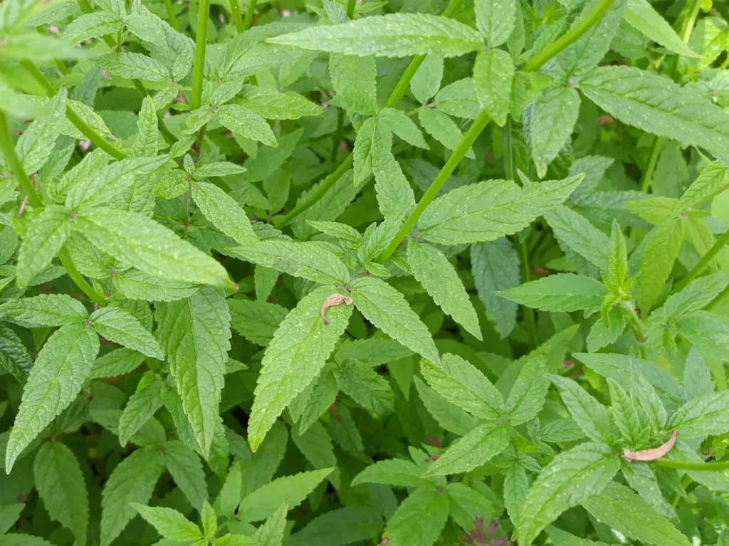 L'image est une vue du dessus sur un plant de cedronelle, on voit le feuillage