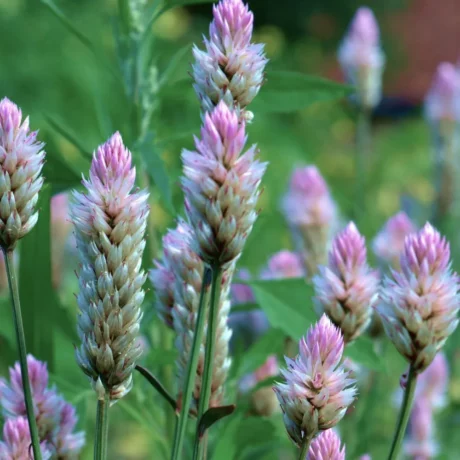 Graines biologiques reproductibles de Celosie spicata - Pensez Sauvage