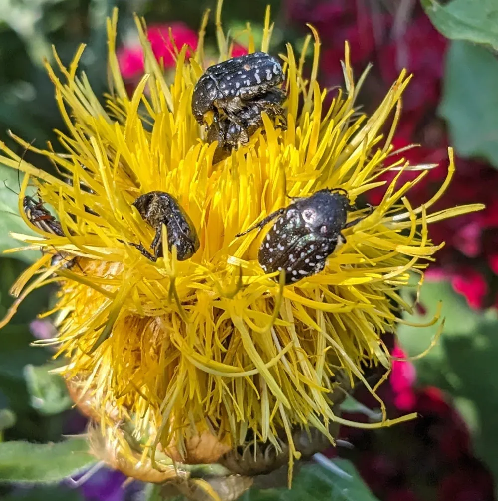 Une fleur de centaurée du Caucase pleines d'insectes