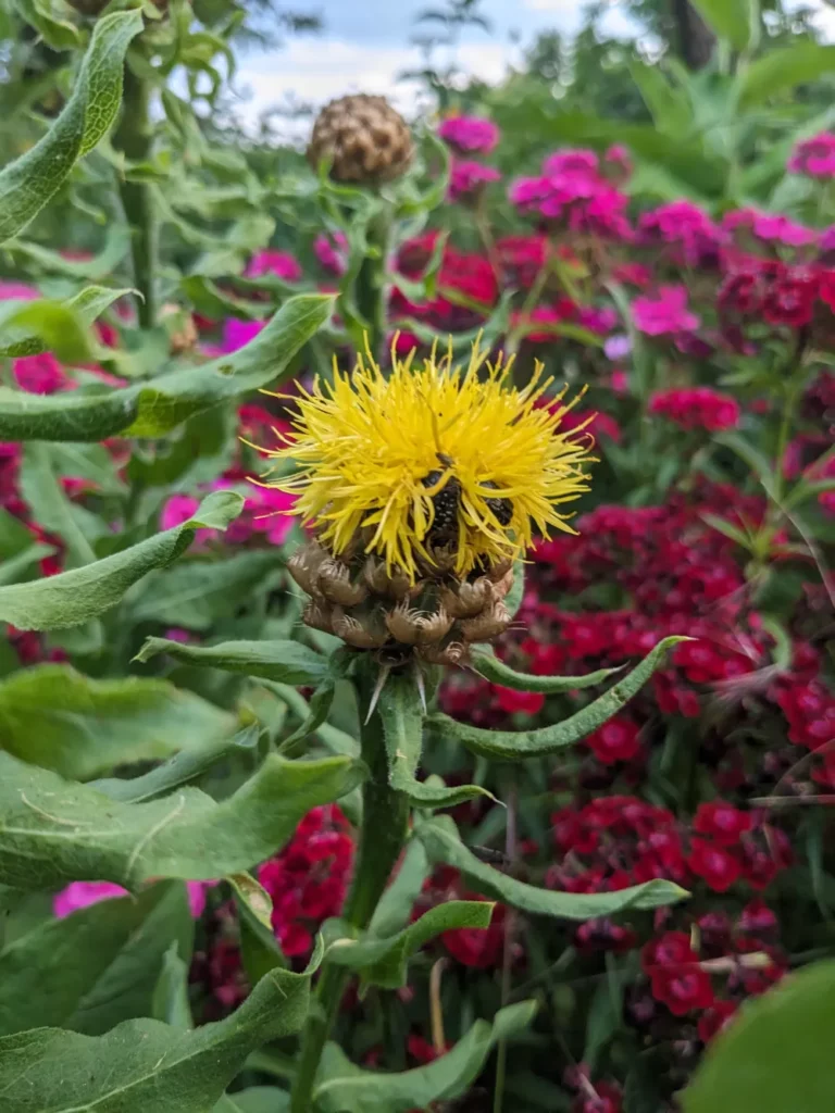 Une belle fleur jaune de Centaurée à grosse tête