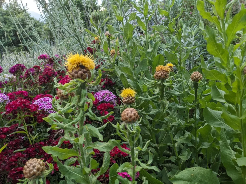 Quelques fleurs de Centaurée du Caucase dans les jardins de Pensez Sauvage