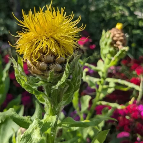 Une grosse fleur jaune de Centaurée du Caucase