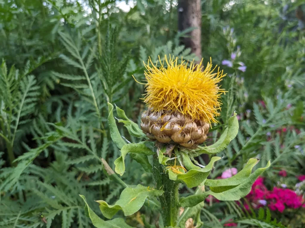 Une fleur solitaire de Centaurée du Caucase