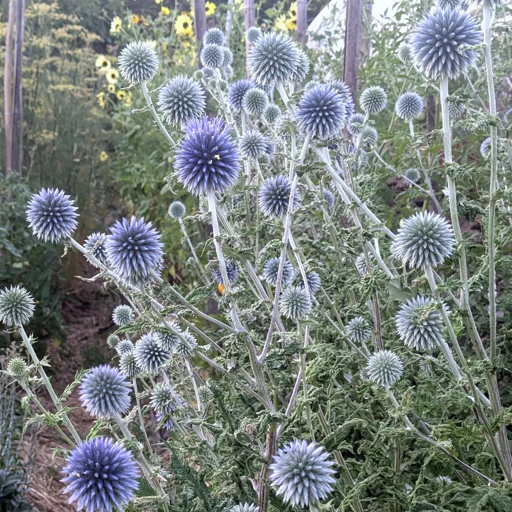 Massif de chardons bleus (Echinops ritro) en pleine floraison, aux tiges dressées et feuillage vert argenté. Les capitules sphériques bleus et argentés sont bien visibles sur l’ensemble de la plante. L’image montre plusieurs inflorescences à différents stades de maturité, prêtes à produire leurs graines dans un jardin ensoleillé.