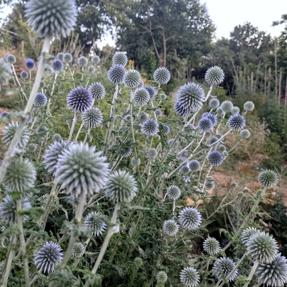 Ensemble de chardons bleus (Echinops ritro) en fleurs, photographiés dans un jardin naturel en été. On observe de nombreuses inflorescences sphériques bleu acier à reflets argentés, portées par de longues tiges rigides couvertes d’un feuillage vert grisâtre légèrement épineux. Les capitules, à différents stades de maturité, indiquent que les graines commencent à se former. En arrière-plan, on distingue un environnement de culture diversifié avec des arbres et d’autres plantes du potager.