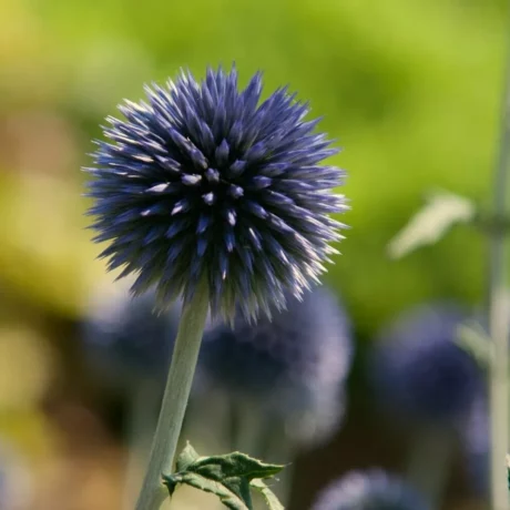 Fleur sphérique d’un chardon bleu (Echinops ritro), formée d’une multitude de petites fleurs bleu acier disposées en boule parfaite. La tige droite et robuste se détache sur un fond vert lumineux, mettant en valeur ce globe piquant et élégant, symbole des jardins secs et des semences vivaces.