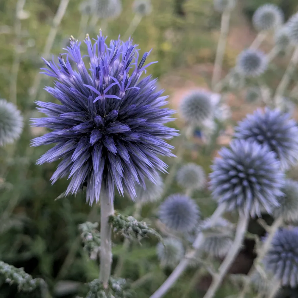 Grosse fleur de chardon bleu bien nette au premier plan, avec ses petits pétales violets qui sortent du centre en forme de boule. On voit d’autres fleurs floues derrière, de la même plante, sur de longues tiges gris vert. La photo montre bien la forme ronde du chardon et la couleur bleue brillante qui attire les abeilles et les papillons dans le jardin.