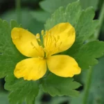 Chélidoine