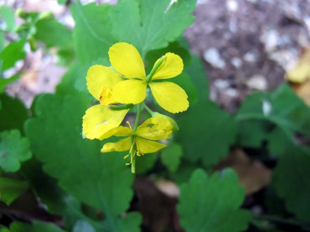 Gros plan sur une fleur jaune de chélidoine