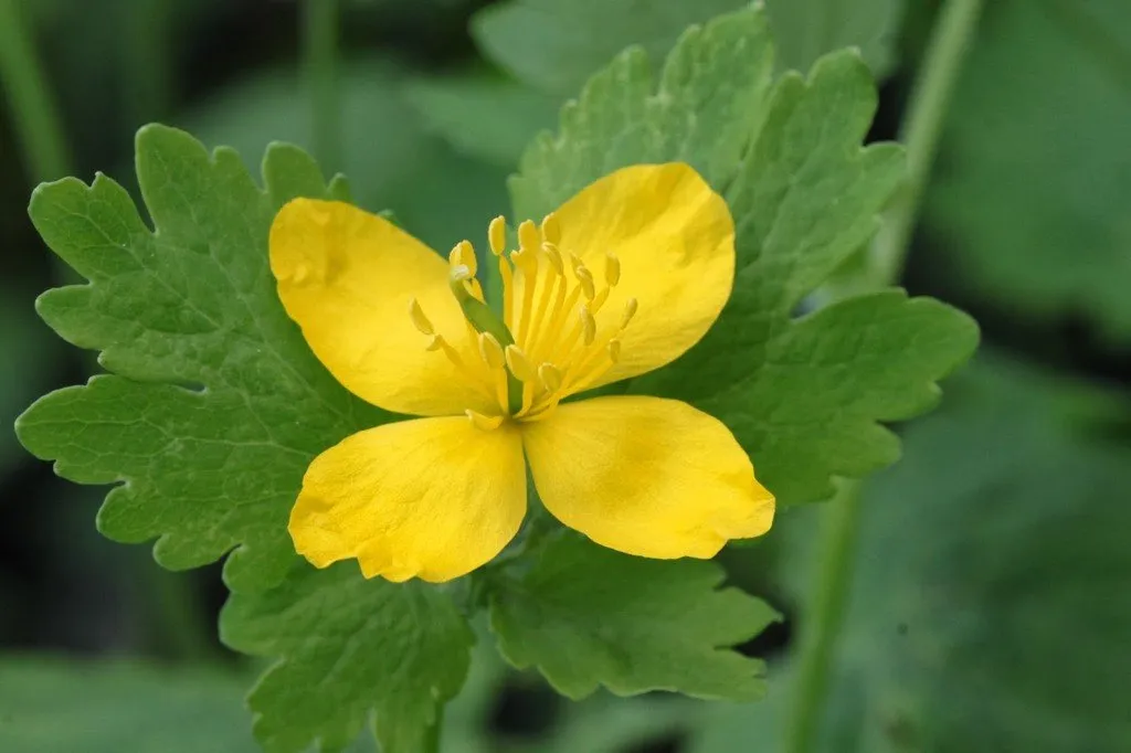 L'image montre une petite fleur de chélidoine