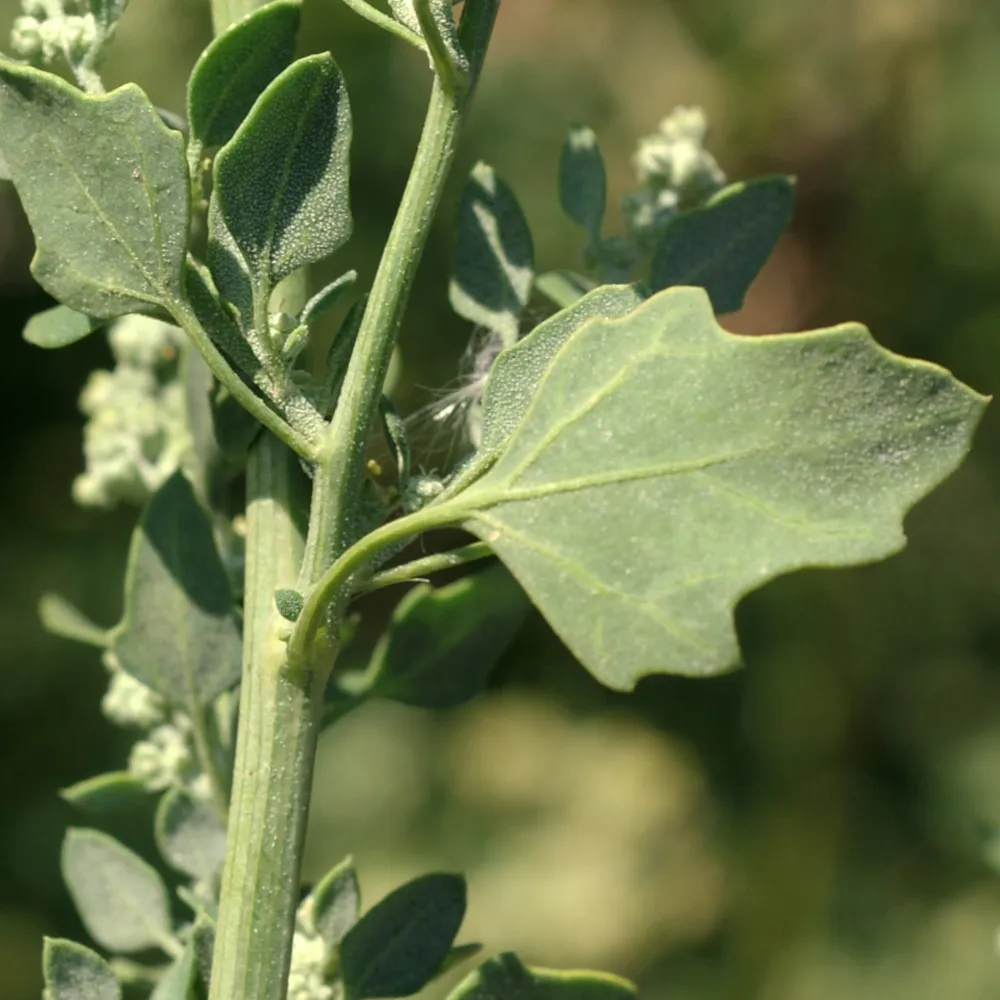 La photo montre un plan rapproché sur le duvet des feuilles ce chenopode blanc