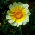 Chrysanthème Comestible