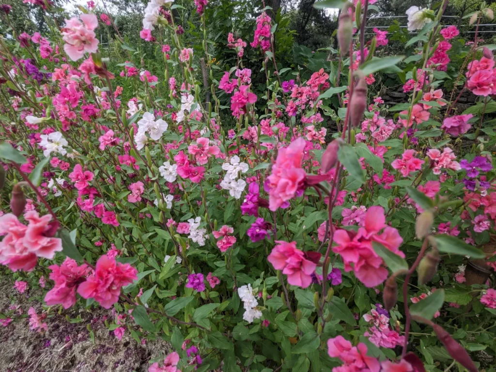 L'image montre un gros bosquet de fleurs de Clarkia