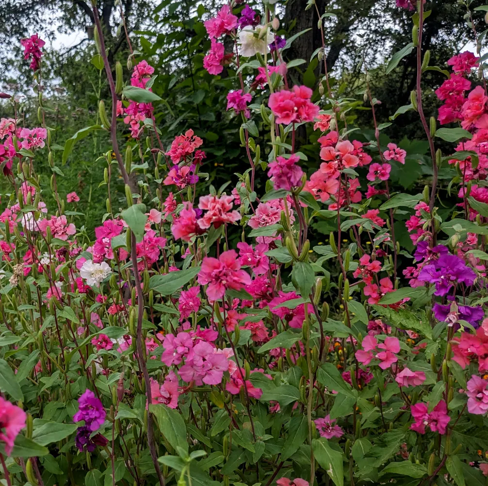 L'image montre une multitude de fleurs de Clarkia