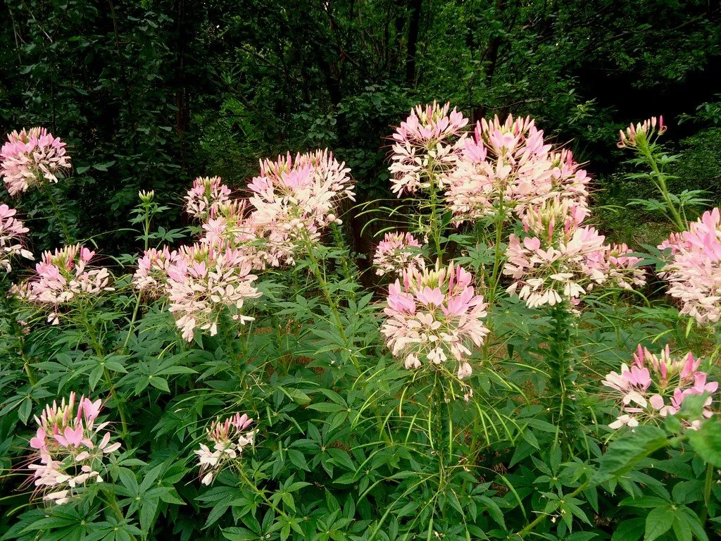 Un plan de cléome au jardin