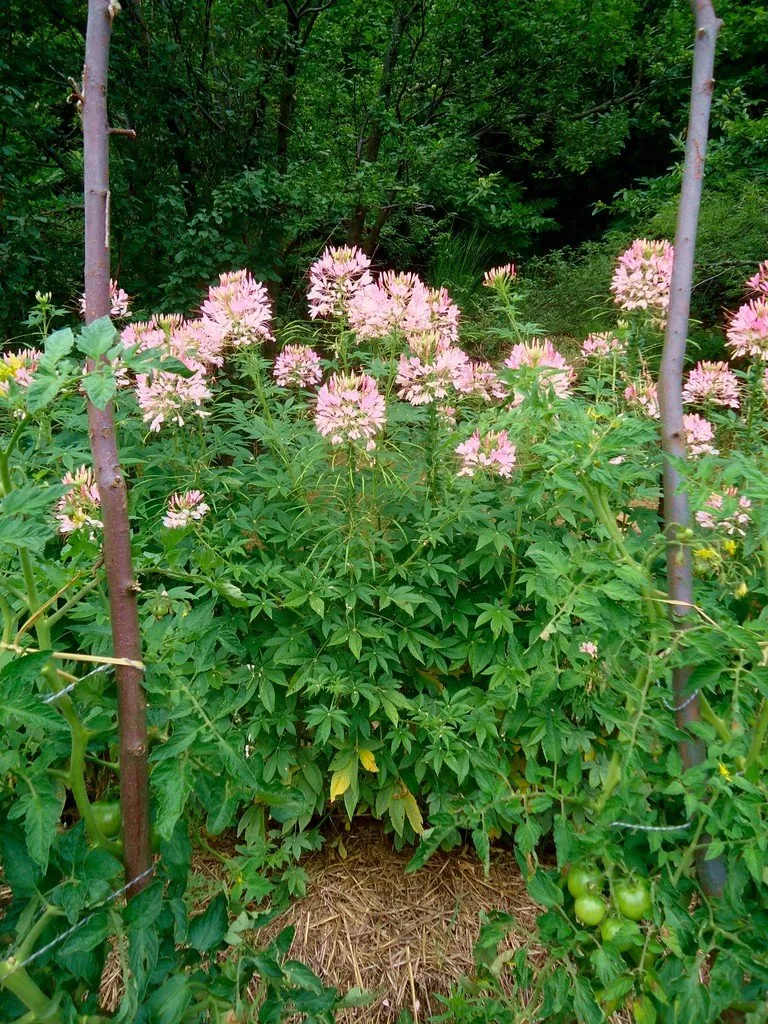 Une grosse touffe de cléome rose