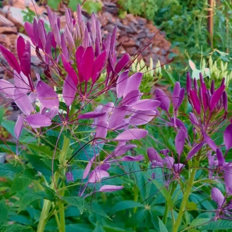 Des fleurs violettes de cléome