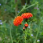 Coculie écarlate