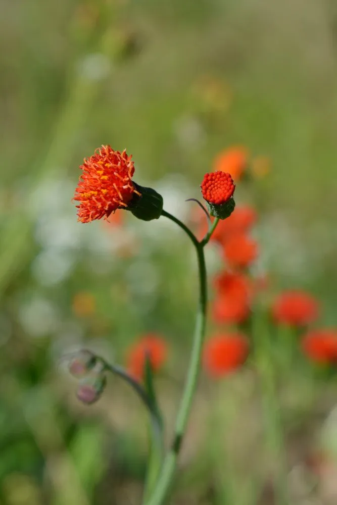 Graines biologiques reproductibles de Coculie écarlate - Pensez Sauvage