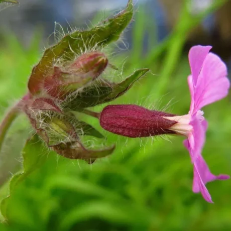 Graines biologiques reproductibles de Compagnon rouge - Pensez Sauvage
