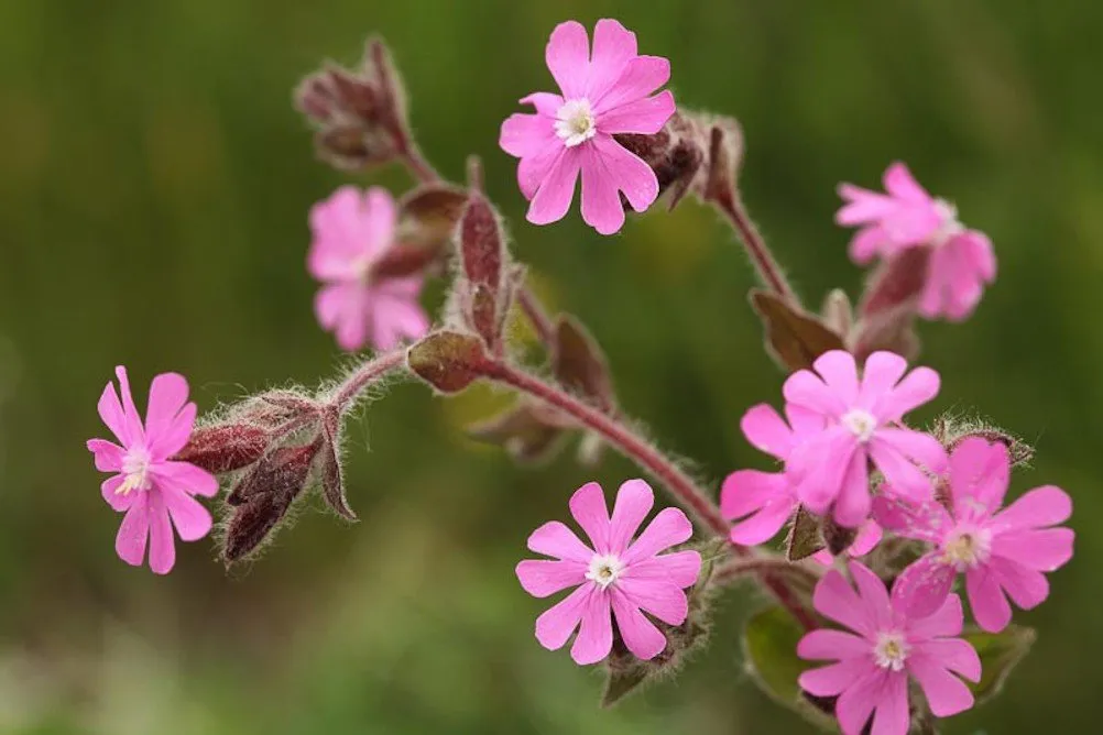 Graines biologiques reproductibles de Compagnon rouge - Pensez Sauvage