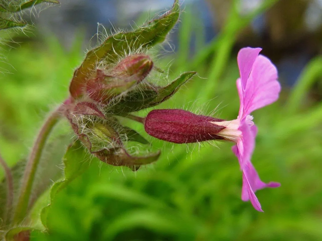 Graines biologiques reproductibles de Compagnon rouge - Pensez Sauvage