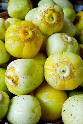Graines biologiques reproductibles de Concombre "Citron" - Pensez Sauvage