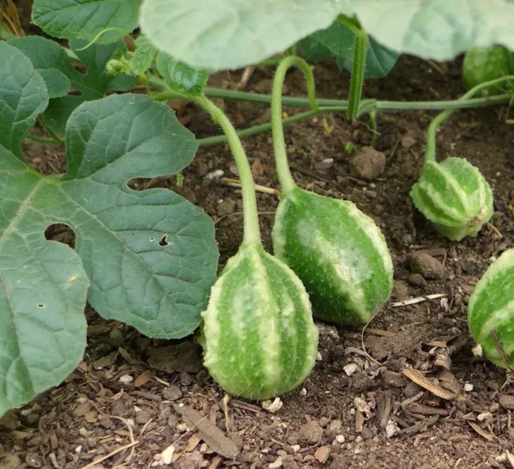 trois fruits du concombre des antilles, on voit le sol, la terre et le feuillage de la plante