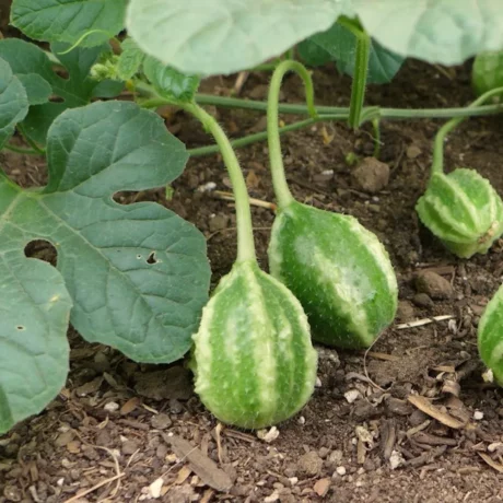trois fruits du concombre des antilles, on voit le sol, la terre et le feuillage de la plante