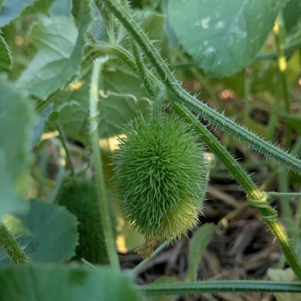 un concombre hérisson sur son pied au jardin