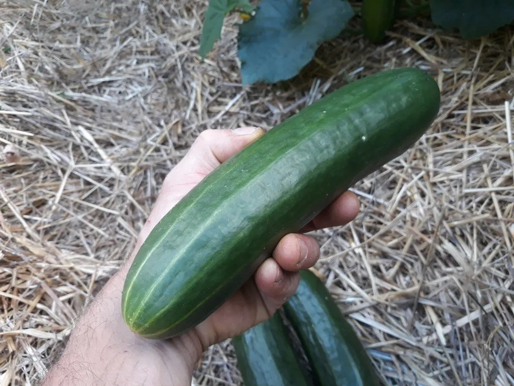 un beau concombre dans la main d'un jardinier, en arrière plan on voit d'autres fruits sur la paille