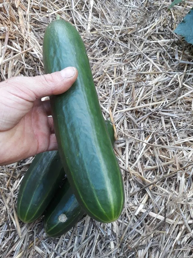 Un concombre palestinien dans la main d'un jardinier